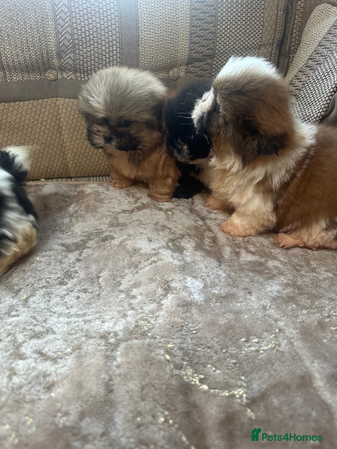 Shih Tzu dogs for sale: Shih Tzu pups - Advert 5