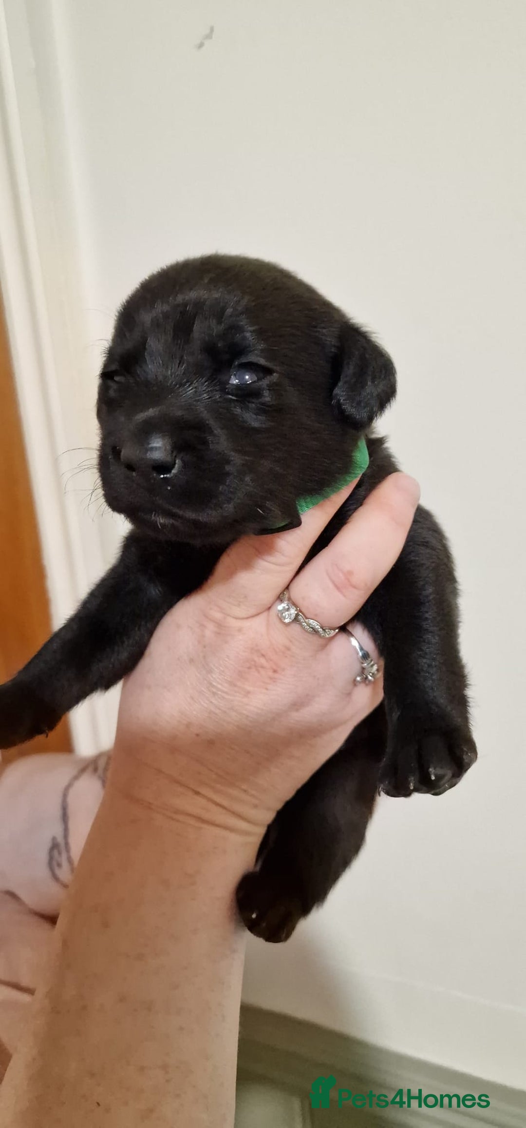 Labrador Retriever dogs for sale: KC Registered Black Lab (1 Girl, 1 boy remaining) - Image 31
