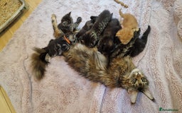 Maine Coon cats for sale: Beautiful Mainecoon X  9 kittens  - Image 11