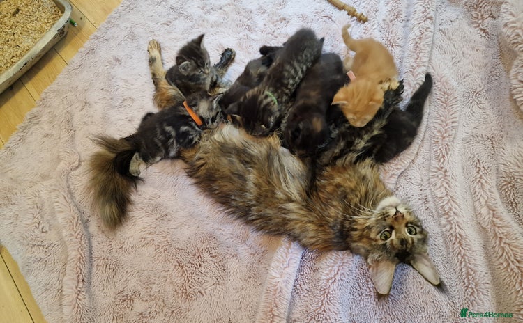 Maine Coon cats - Advert 6