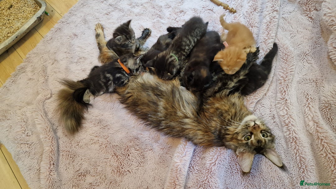 Maine Coon cats for sale: Beautiful Mainecoon X  9 kittens  - Image 11