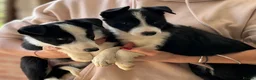 Border Collie dogs for sale: Pedigree Border collie puppies - Advert 1