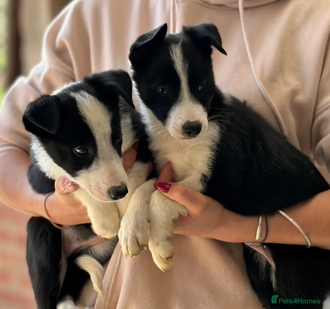 Border Collie dogs for sale: Pedigree Border collie puppies - Advert 1