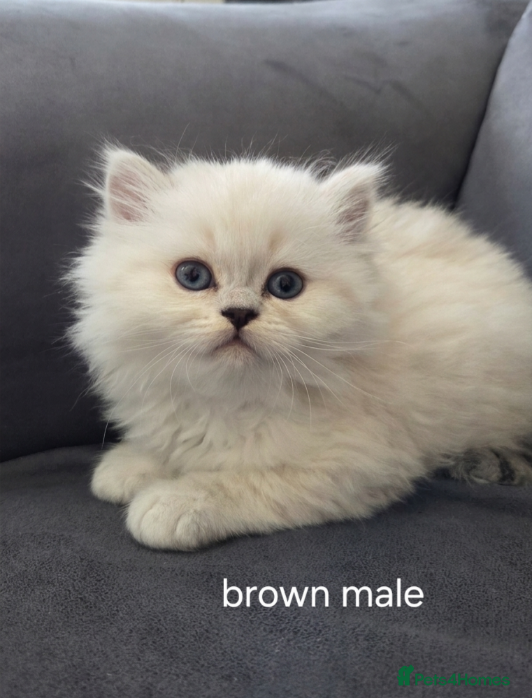 Persian cats for sale: Persian chinchilla  in Glasgow - Advert 7