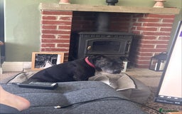 Staffordshire Bull Terrier dogs for sale: Loyal Older Lady looking for quiet life of leisure - Image 6
