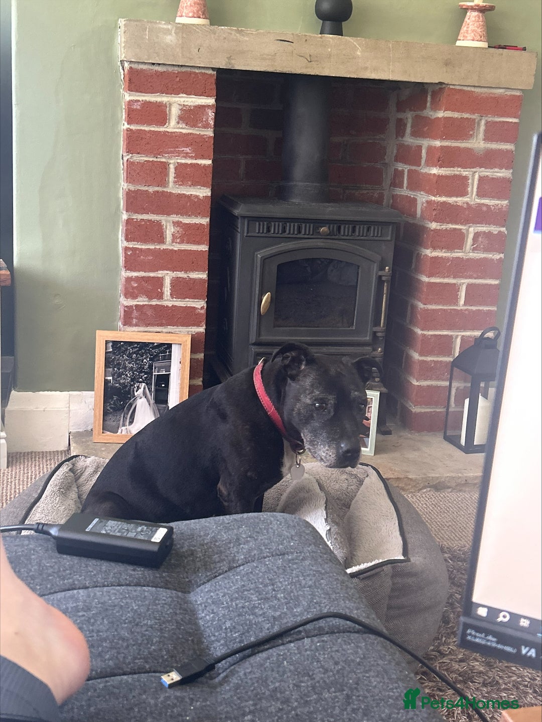 Staffordshire Bull Terrier dogs for sale: Loyal Older Lady looking for quiet life of leisure - Image 6