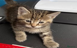 Mixed Breed cats for sale: 7 beautiful kittens ready for a loving home - Image 11