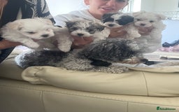Maltipoo dogs for sale: Teacup maltipoo puppies  - Image 5