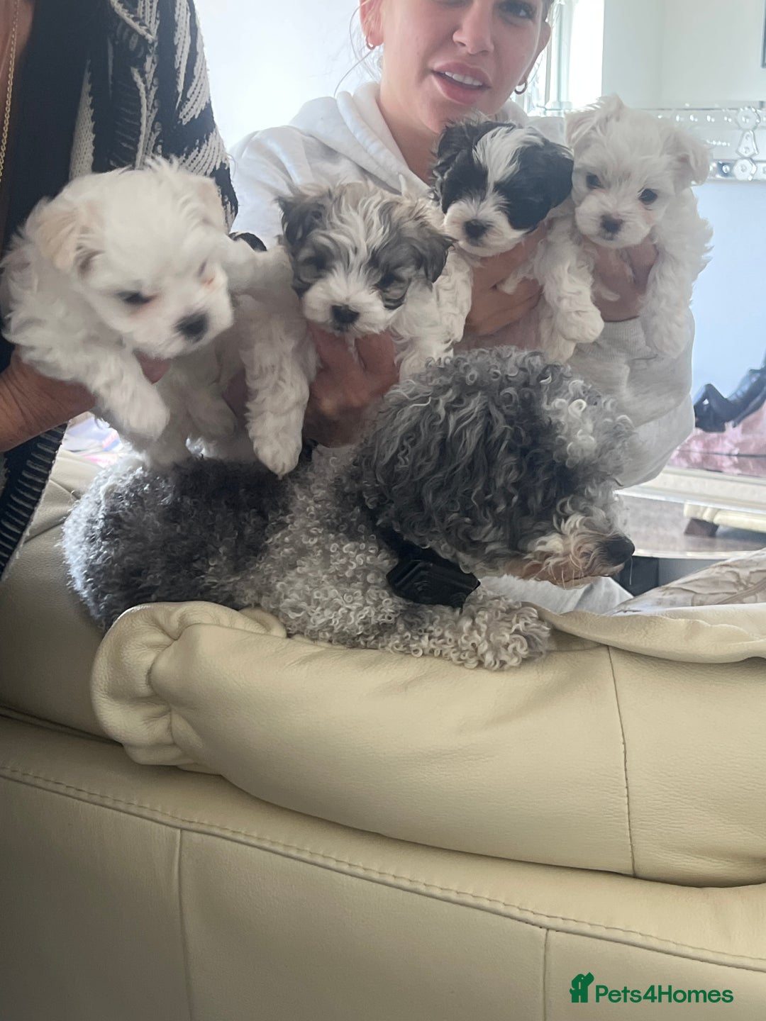 Maltipoo dogs for sale: Teacup maltipoo puppies  - Image 5