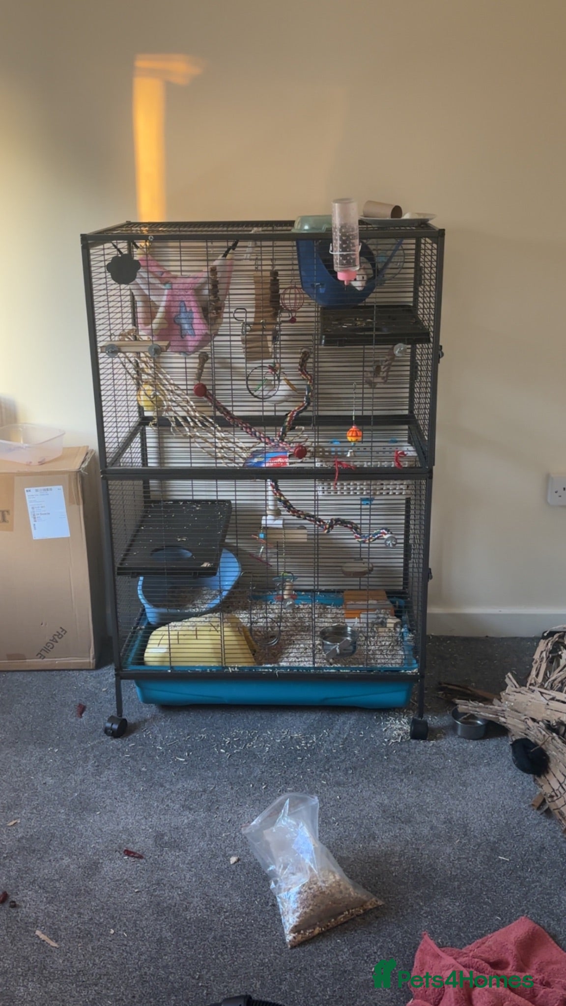Rat rodents Rehoming pet rats - Advert 1