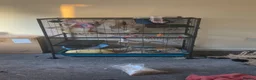 Rat rodents for sale: Rehoming pet rats in Llandudno Junction - Advert 1