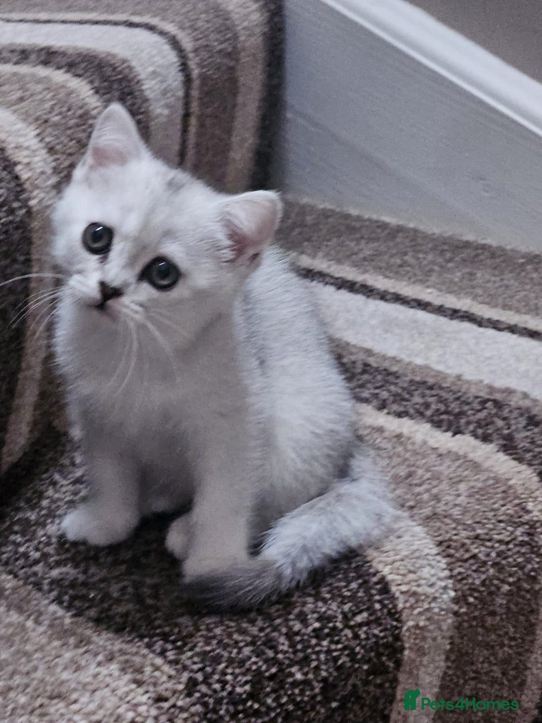 British Shorthair cats for sale: 4 British Short-hair kittens ready for new home💓 - Image 24