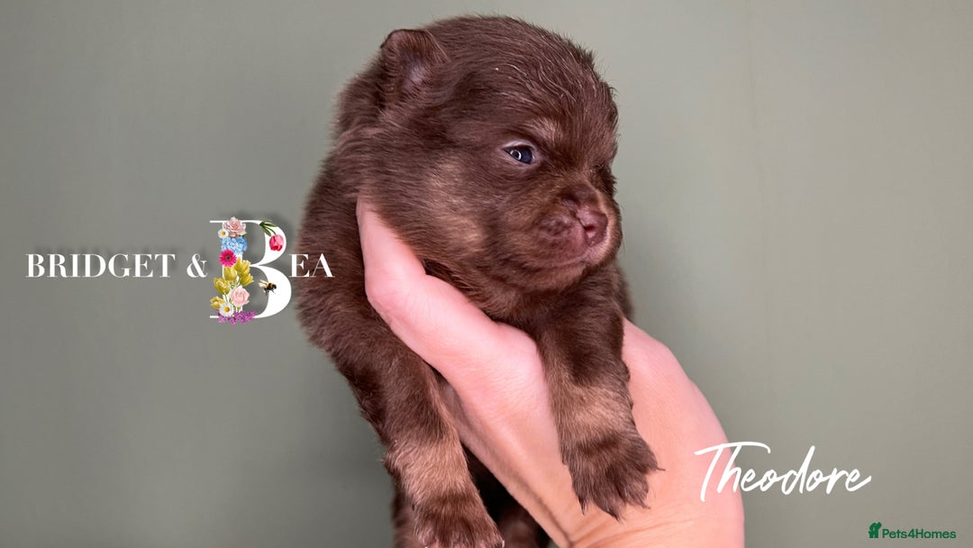 Pomeranian dogs for sale: 💛PUPPIES ARRIVED 💛 - Advert 33