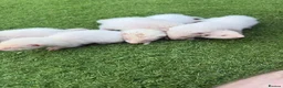 Ferret rodents for sale: 2 Hobs 2 Gills all albino in Rochester - Advert 3