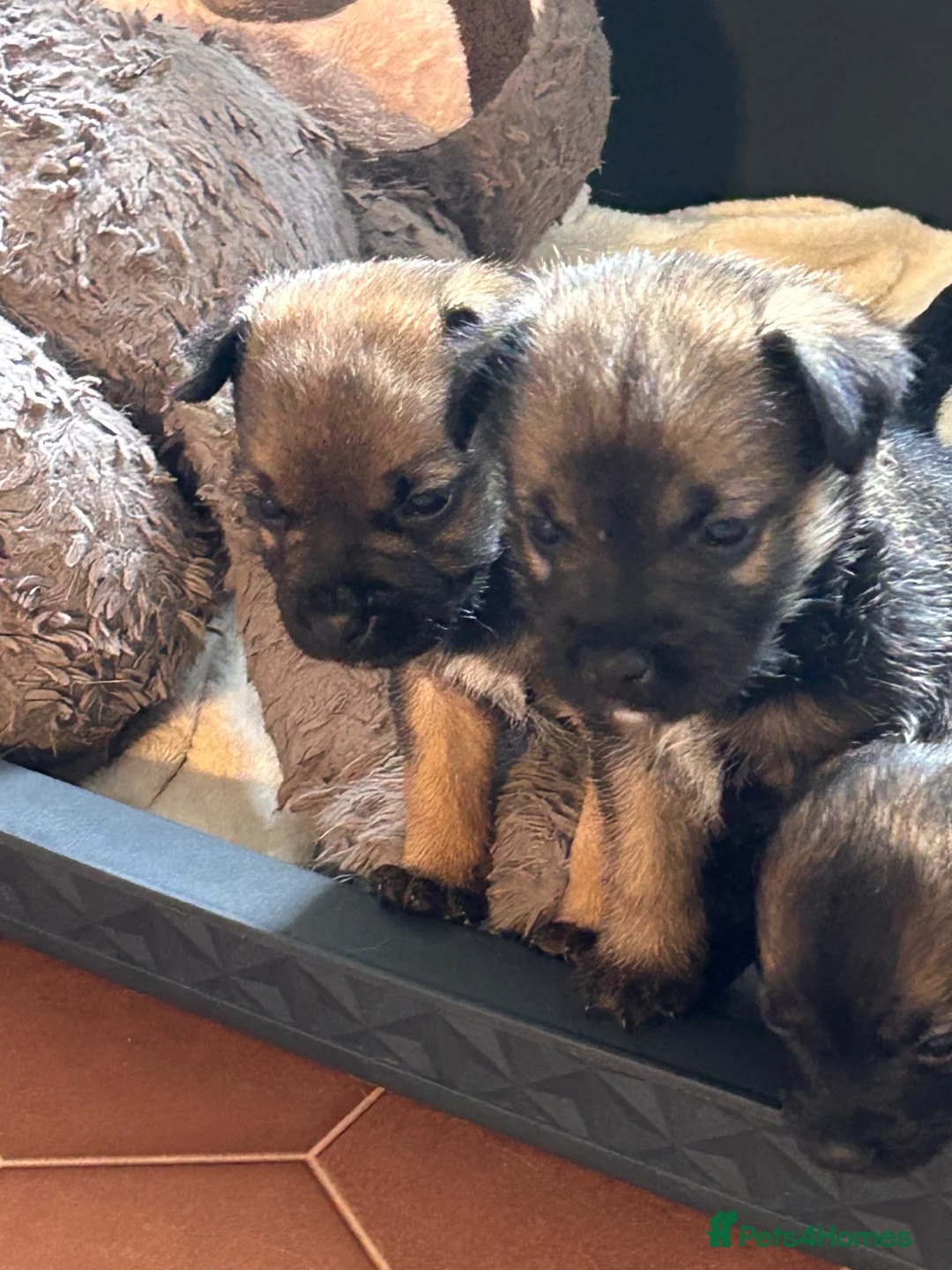 Border Terrier dogs for sale: KC reg Border terrier puppies  - Advert 2