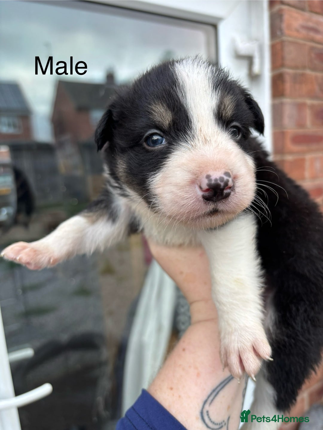 Border Collie dogs for sale: Border collie puppies for sale  - Image 4