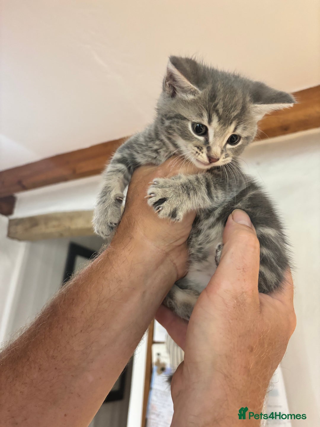 Domestic Shorthair cats for sale: Adorable Kittens - 4 available. Grey & Tabby - Image 9