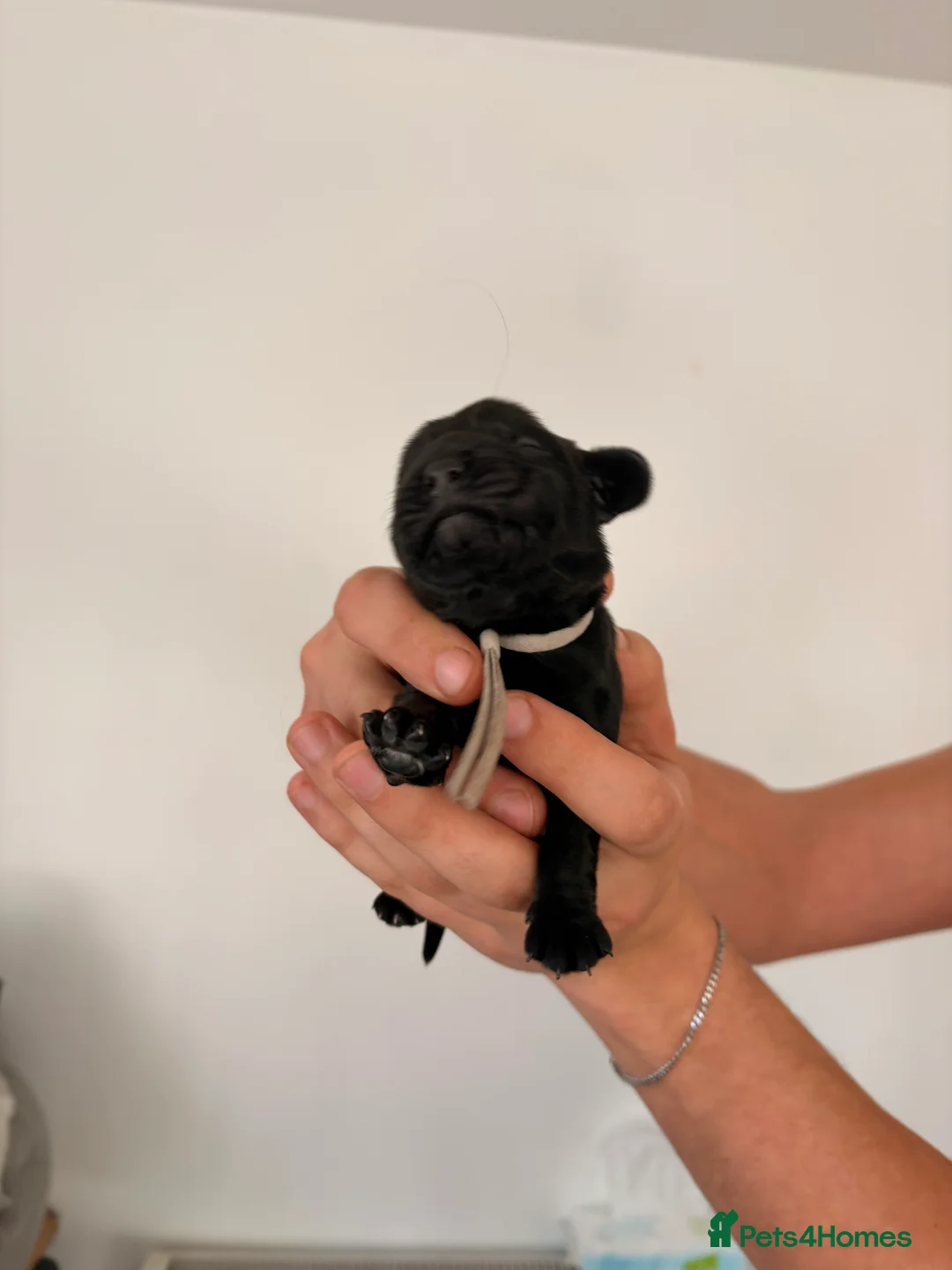 Cocker Spaniel dogs for sale: Beautiful litter of 9 cocker spaniel puppies 🥰 - Advert 15