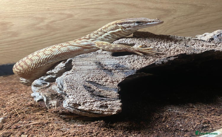 Monitor reptiles - Advert 5