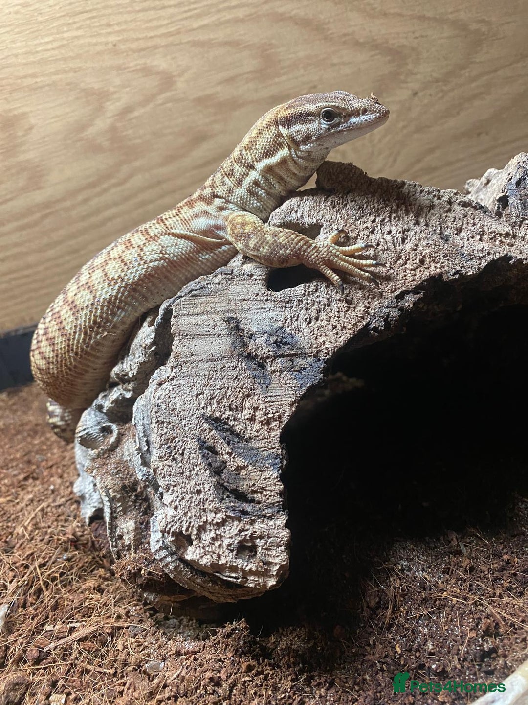 Monitor reptiles for sale: Female Ackie Monitor with Full setup - Image 1
