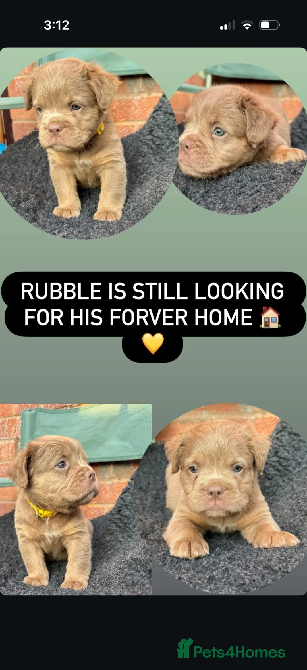 Olde English Bulldogge dogs for sale: Fluffy Olde English Bulldog Puppies - Advert 13