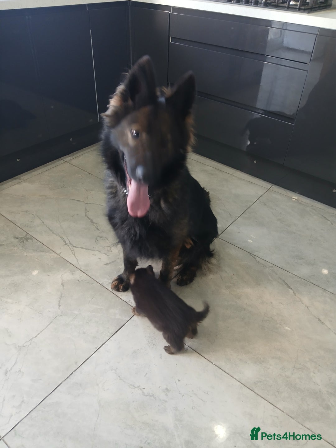 German Shepherd dogs for sale: German shepherd pups now ready for their new homes - Advert 11