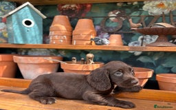 Cocker Spaniel dogs for sale: 3 cocker spaniels  - Image 8