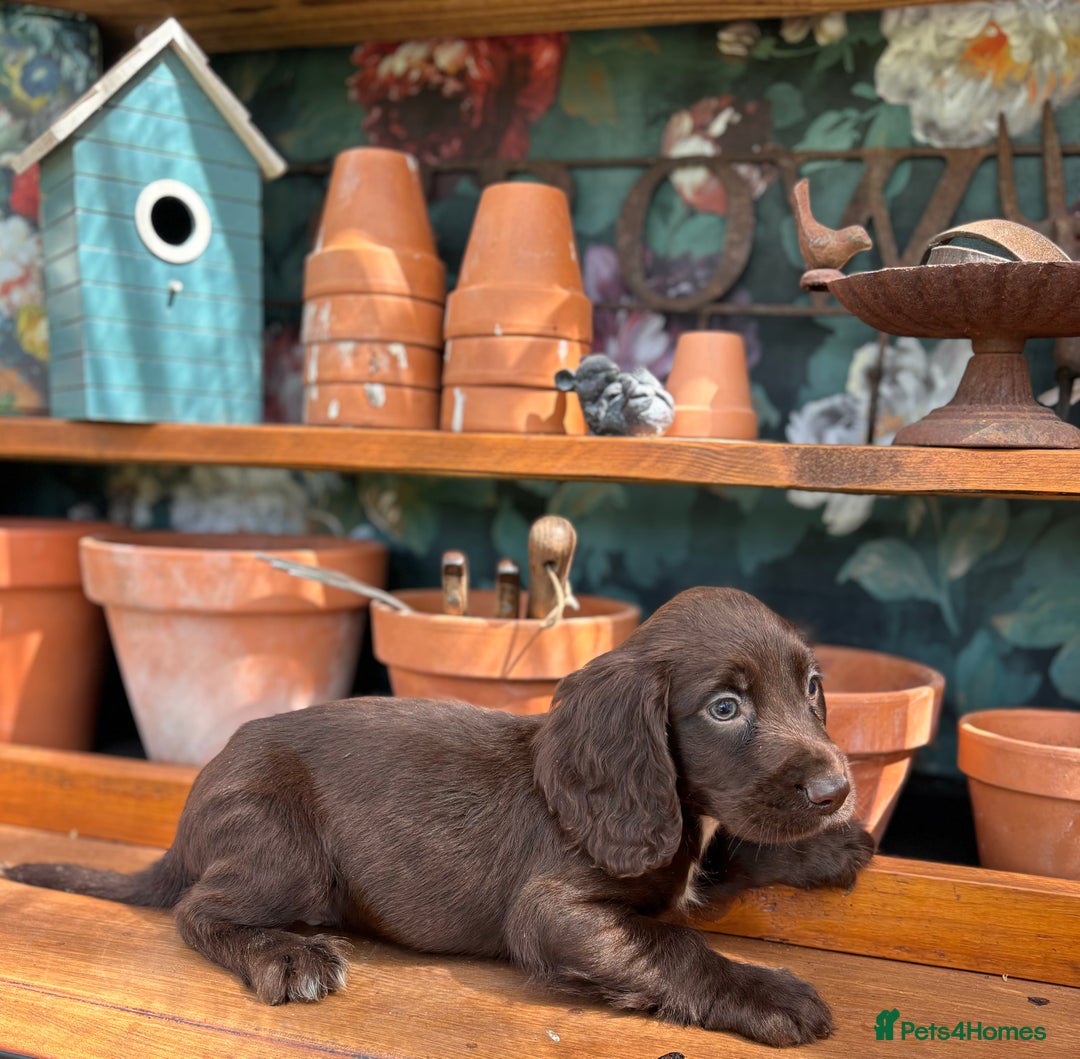 Cocker Spaniel dogs for sale: 3 cocker spaniels  - Image 8