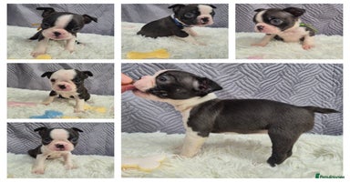 Boston Terrier dogs Superb litter of KC boston terriers puppies - Advert 3