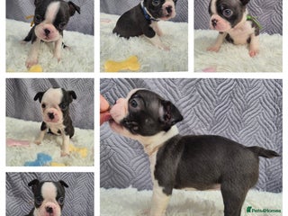Boston Terrier dogs for sale - Advert 1