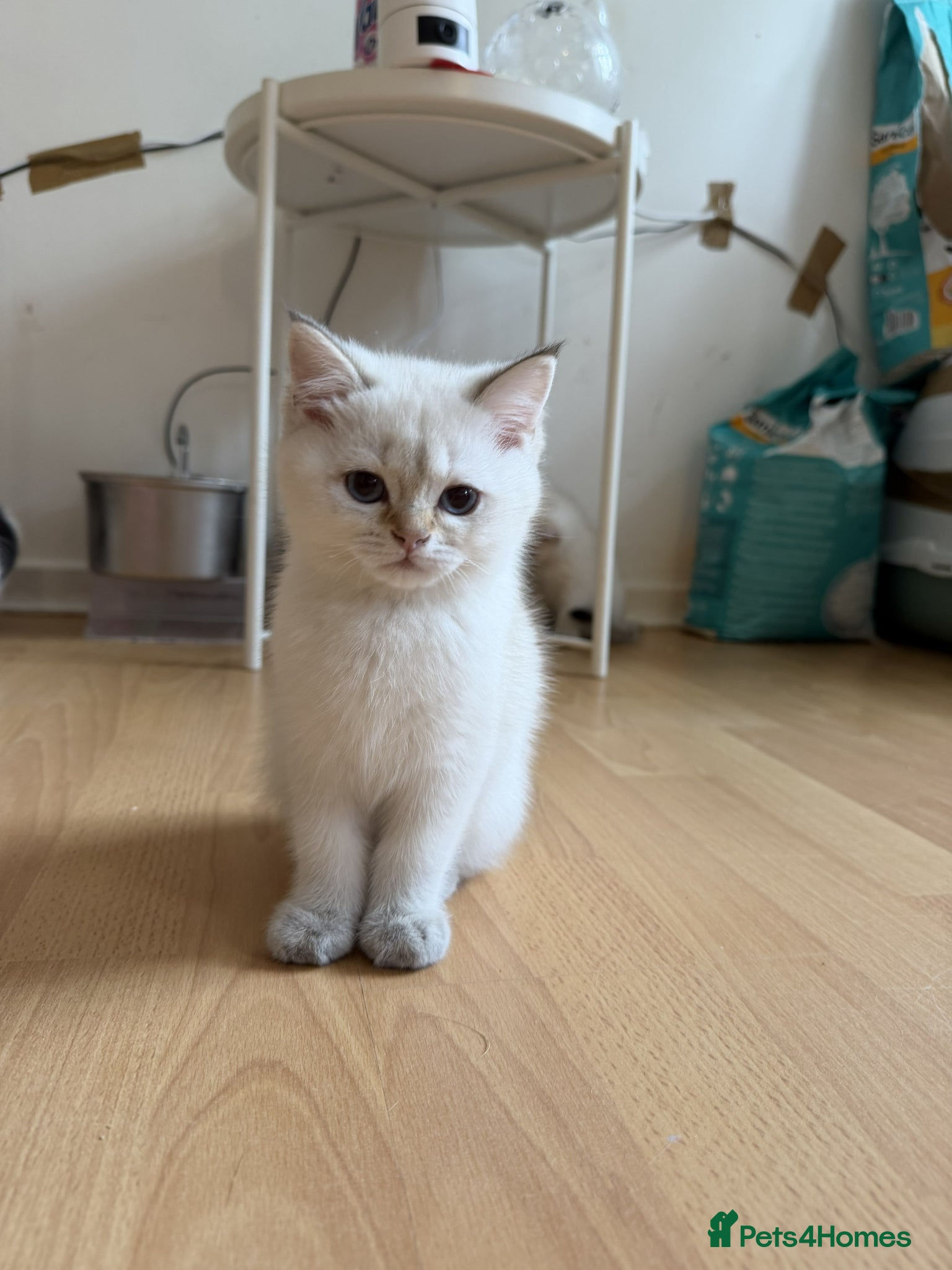 British Shorthair cats for sale: Stunning British shorthair & Longhair kittens - Advert 7