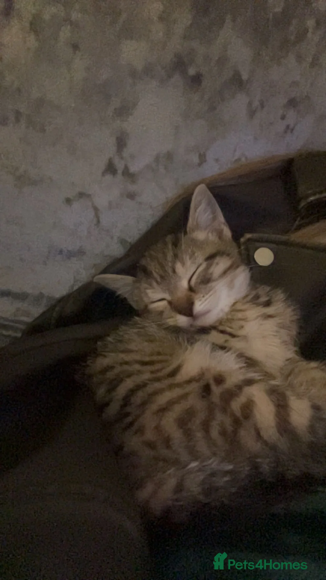 American Shorthair cats for sale: cat- american short hair - Advert 2