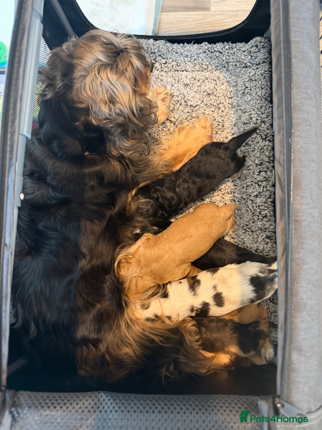 Cocker Spaniel dogs for sale: English Cocker Spaniel Puppies - Advert 1