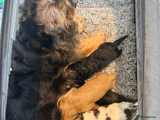 Cocker Spaniel dogs English Cocker Spaniel Puppies - Advert 1