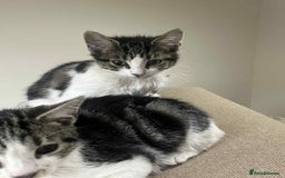 Mixed Breed cats for sale: 2 tabby kittens  - Image 7