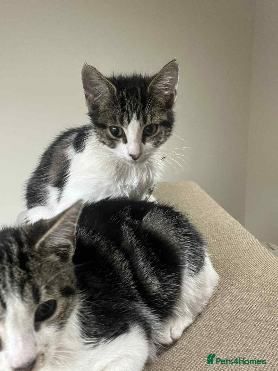 Mixed Breed cats for sale: 2 tabby kittens  - Image 7