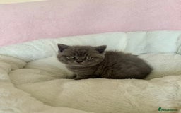 British Shorthair cats for sale: British shorthair kitten  - Image 14