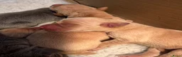 Labrador Retriever dogs for sale: Labrador puppies - Advert 10