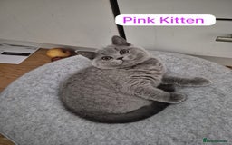 British Shorthair cats for sale: My 3 cute girls are ready to find new family💗  - Image 11