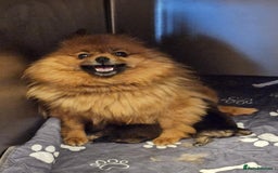 Pomeranian dogs for sale: TINY miracle KC Pomeranian 907grams at 16 weeks - Image 18