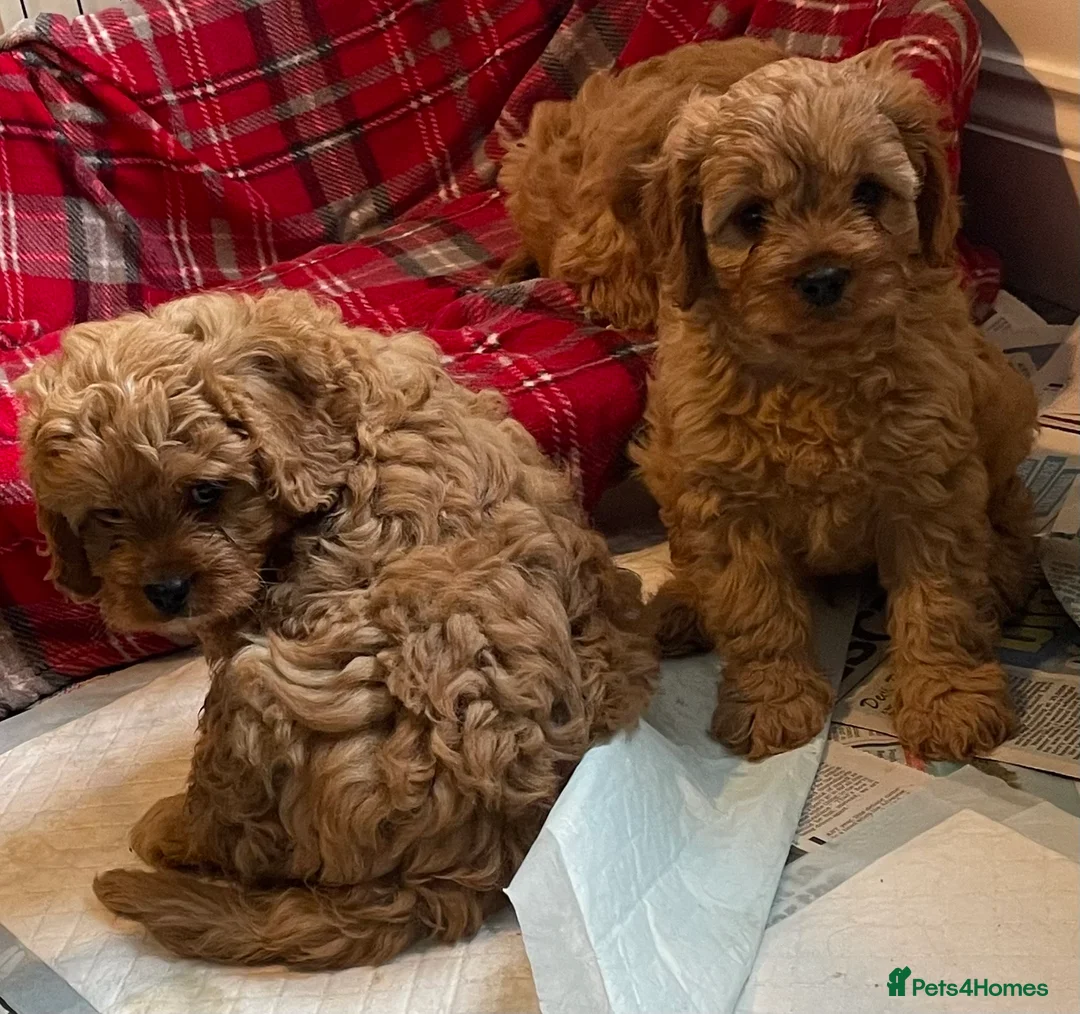 Cavapoo dogs for sale: 🐶🐩🐾ADORABLE MINIATURE CAVAPOO🐾🐩🐶 - Advert 3