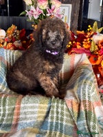 Bernedoodle dogs 2 left tri colour bernedoodle puppies girls only - Advert 5