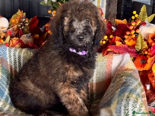 Bernedoodle dogs 5 tri colour bernedoodle puppies girls only - Advert 3