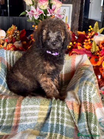 Bernedoodle dogs 3 left tri colour bernedoodle puppies girls only - Advert 4