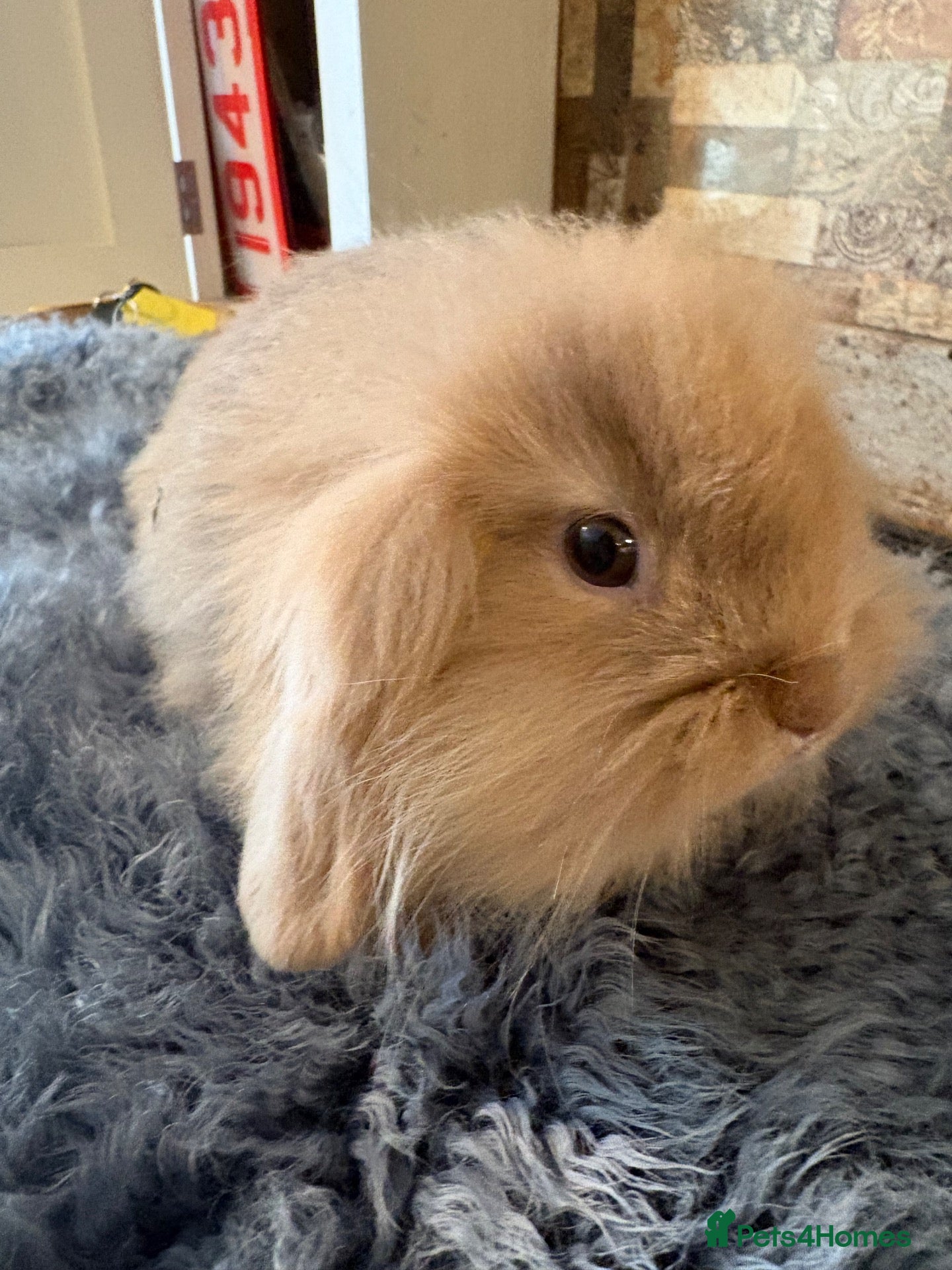 Mini Lop rabbits Mini lops-raised indoors-vaccinated  - Advert 2