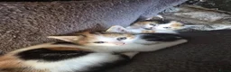 Mixed Breed cats for sale: 3 female calico kittens - Advert 3