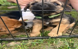 Border Terrier dogs for sale: Border Terrier Pups - Image 7