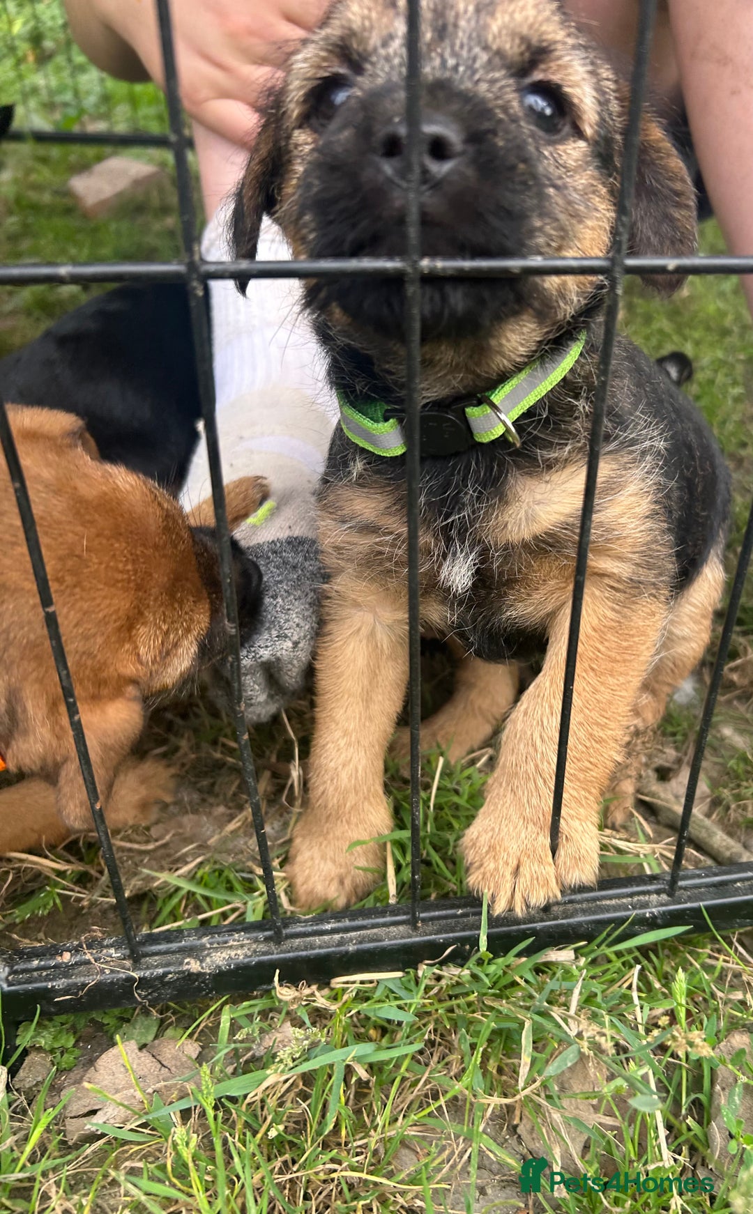 Border Terrier dogs for sale: Border Terrier Pups - Image 7