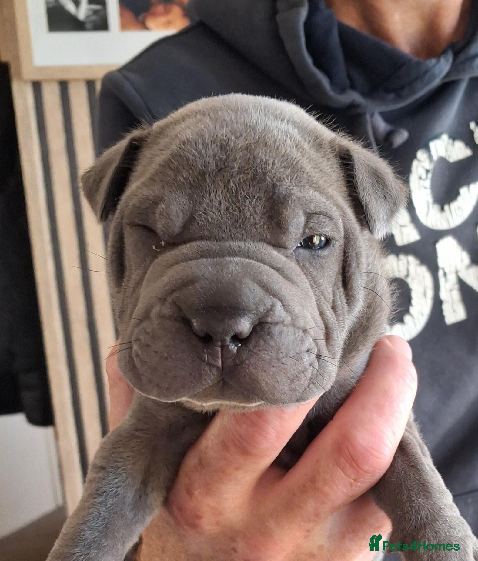 Staffordshire Bull Terrier dogs Staffy x sharpei  - Advert 9
