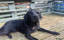 Labrador Retriever dogs for sale: 7yo Male Labrador KC Registered - Image 14